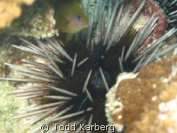 Sea Urchin by Todd Karberg 